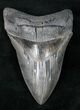 Sharp Fossil Megalodon Tooth #12301-1